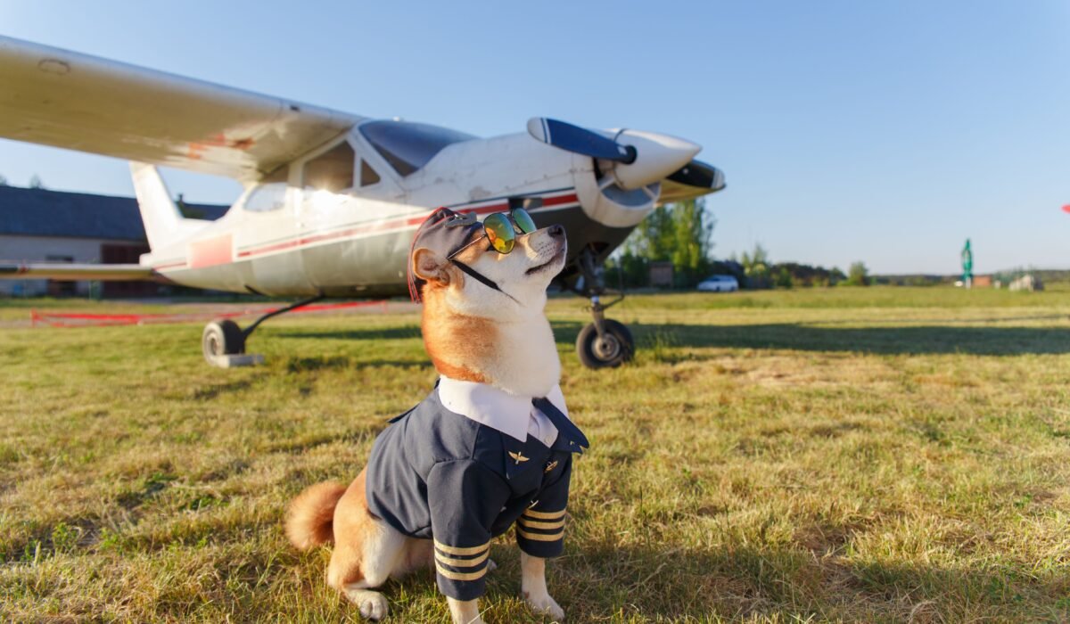 US airline pet policy guide — US Airline Pet Policy Guide: Fly with Your Pet — Photo by Aliaksei Smalenski on Pexels