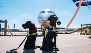 USA airline pet travel policies — USA Airline Pet Travel Policies: The Complete Guide — Photo by Jeswin Thomas on Pexels